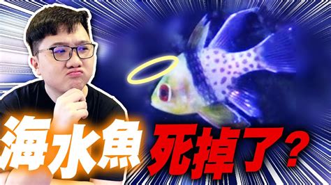 魚死掉怎麼處理|[閒聊] 愛魚死後怎麼處理？